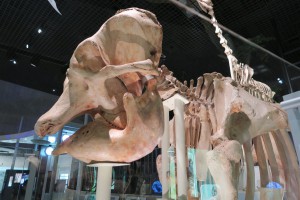 恐竜の骨と歯