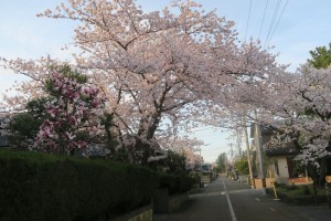 31.4.12.桜